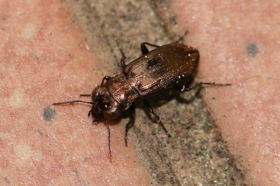 Carabidae: Notiophilus sp.