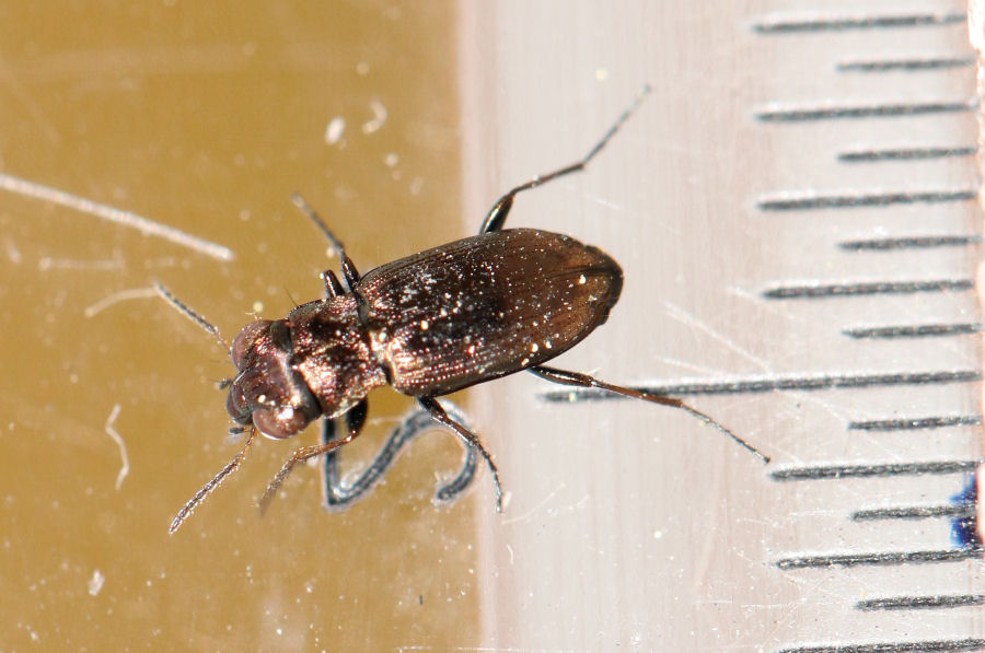 Carabidae: Notiophilus sp.