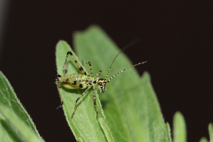 Phaneroptera sp. da neanide a ninfa