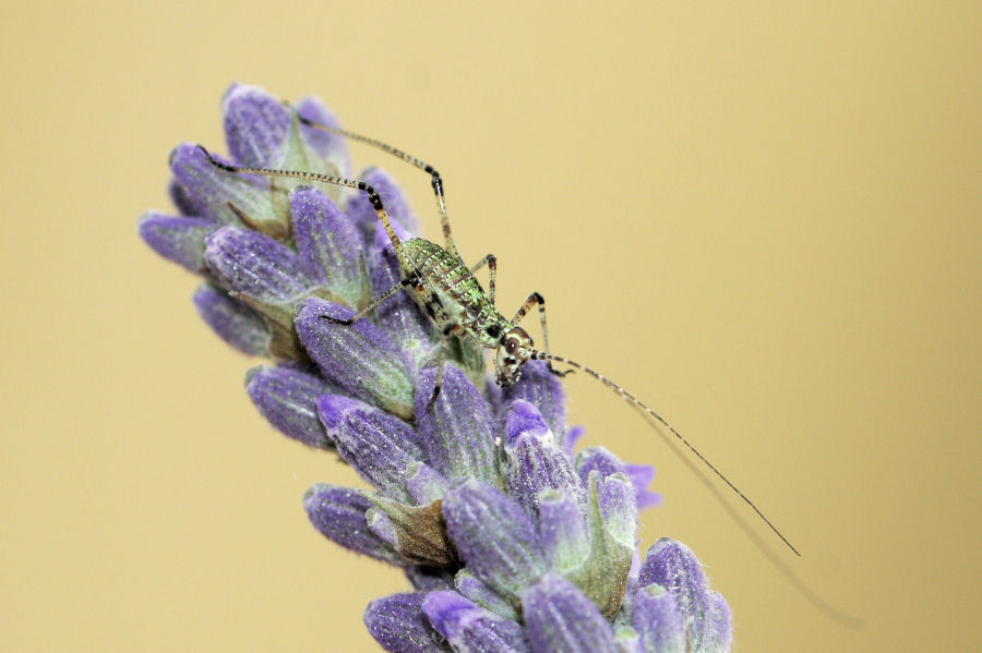 Phaneroptera sp. da neanide a ninfa