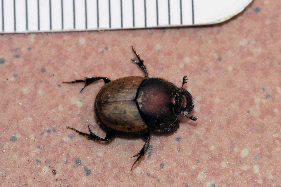 Scarabaeidae: Onthophagus vacca, femmina