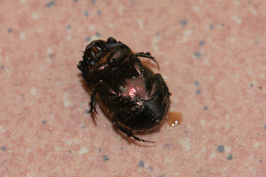 Scarabaeidae: Onthophagus vacca, femmina
