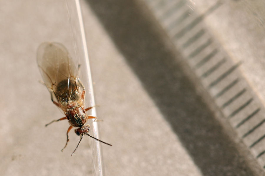 Cynipidae: Andricus conglomeratus