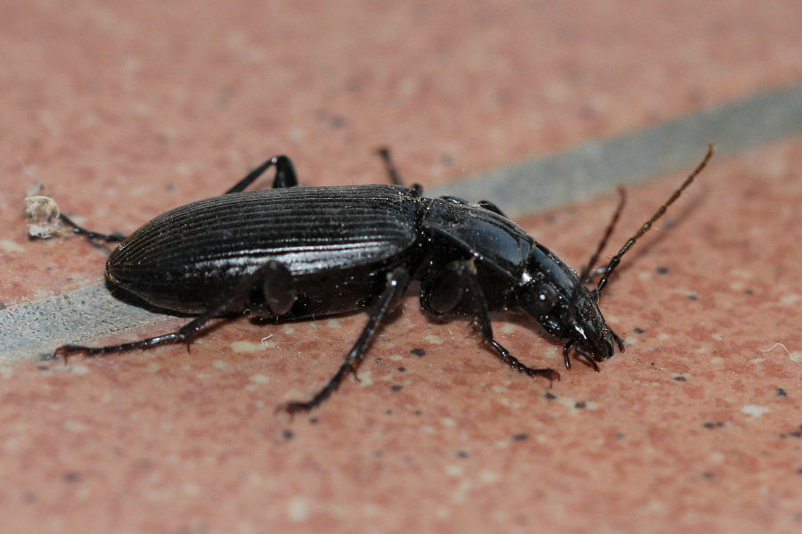 Carabide nero da id.: Pterostichus niger