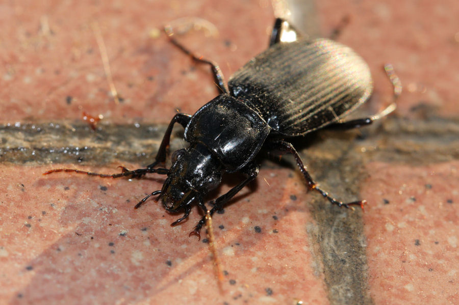 Carabide nero da id.: Pterostichus niger