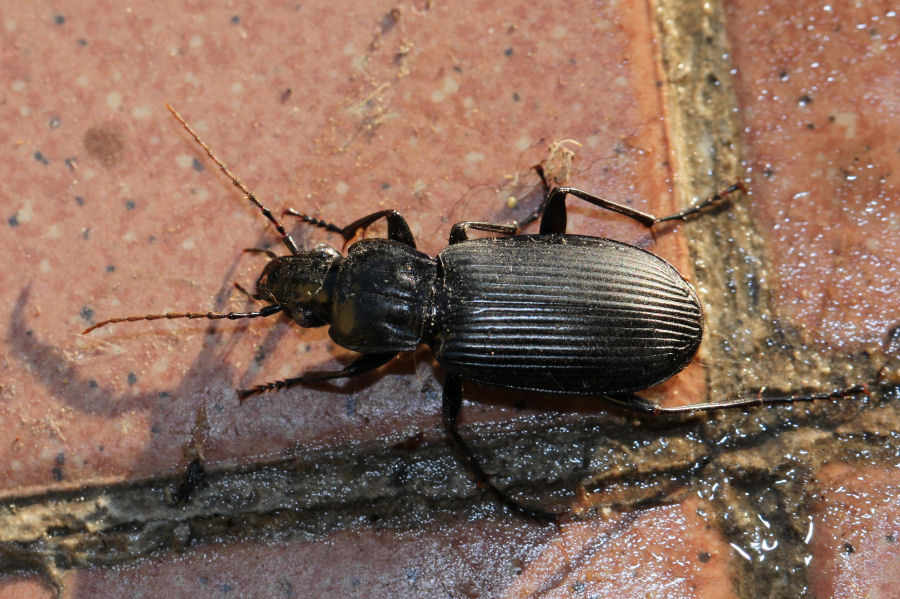 Carabide nero da id.: Pterostichus niger