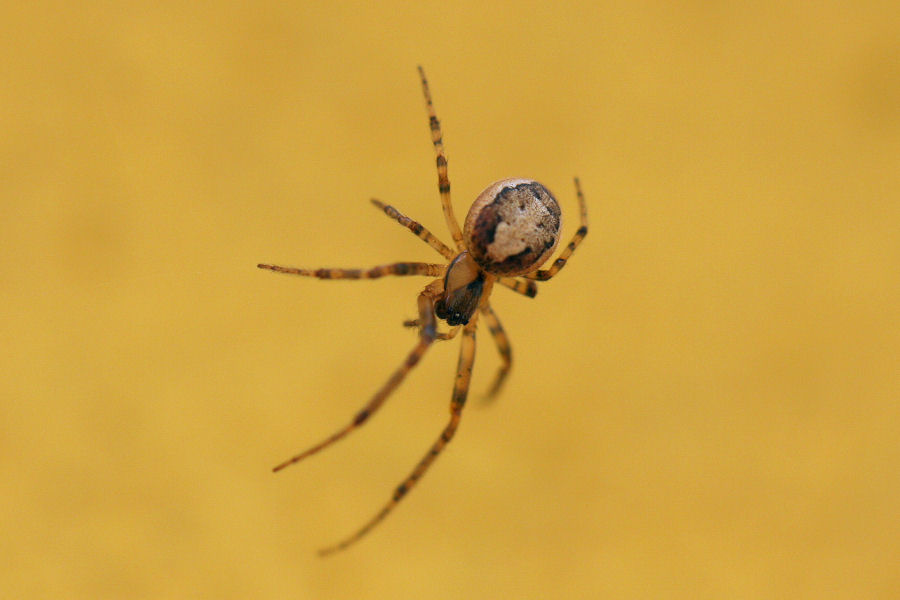 Theridiidae? No. Zygiella cfr xnotata - Castelmaggiore (BO)