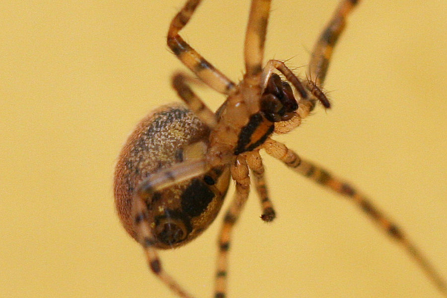 Theridiidae? No. Zygiella cfr xnotata - Castelmaggiore (BO)