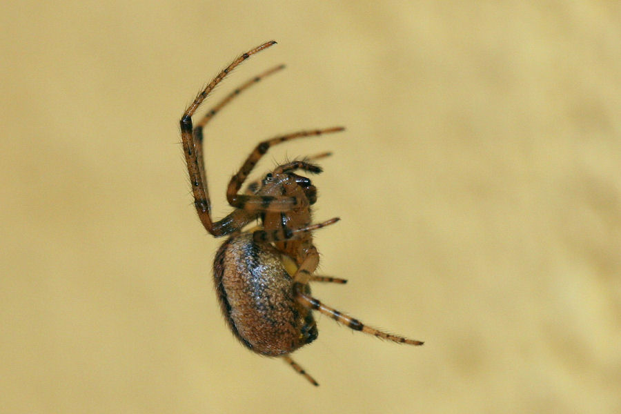 Theridiidae? No. Zygiella cfr xnotata - Castelmaggiore (BO)