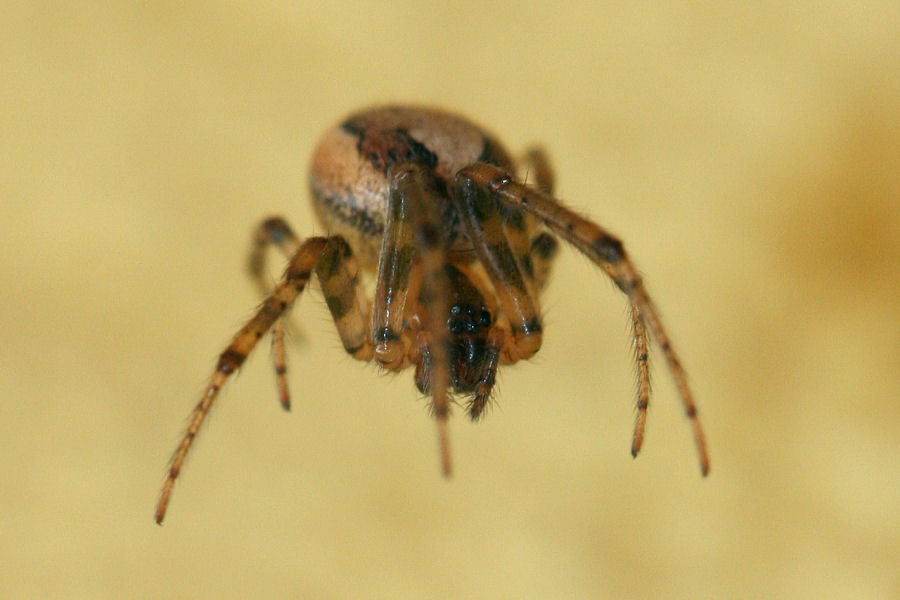 Theridiidae? No. Zygiella cfr xnotata - Castelmaggiore (BO)