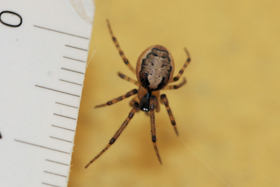 Theridiidae? No. Zygiella cfr xnotata - Castelmaggiore (BO)