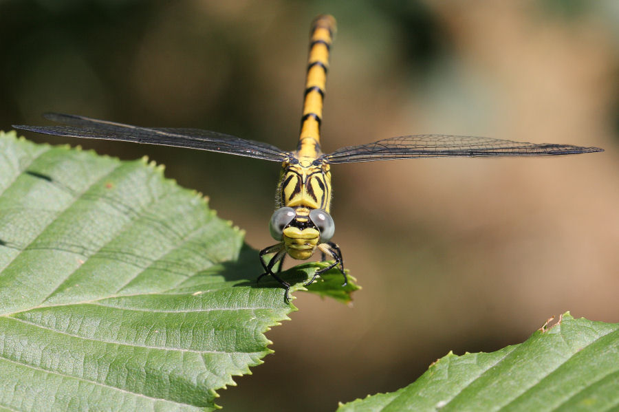 Quale Onychogomphus ?