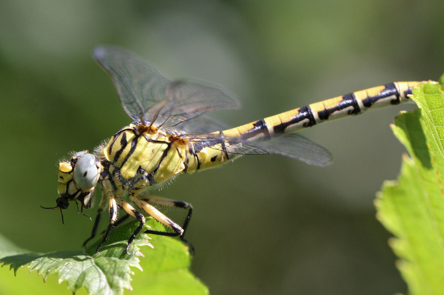 Quale Onychogomphus ?