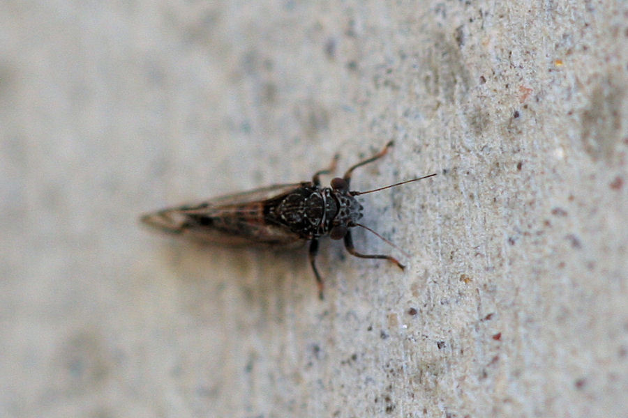 Psyllidae: probabile Cacopsylla pulchella maschio