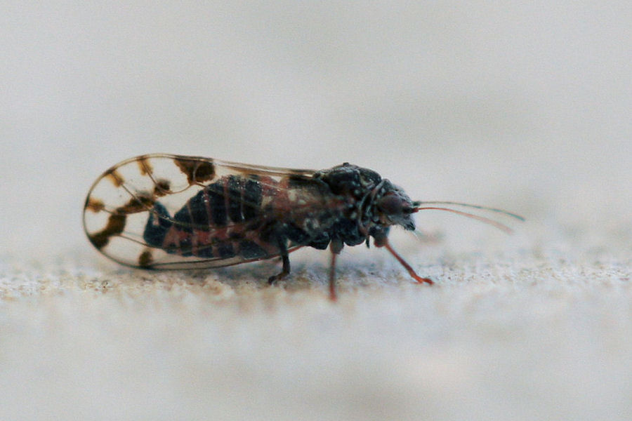 Psyllidae: probabile Cacopsylla pulchella maschio