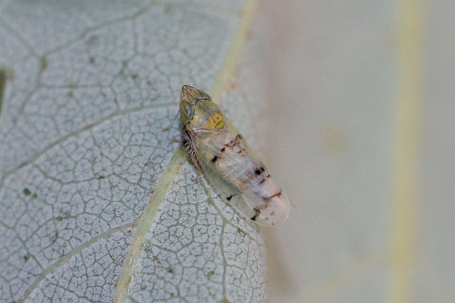 Cicadellidae: Japananus hyalinus ?