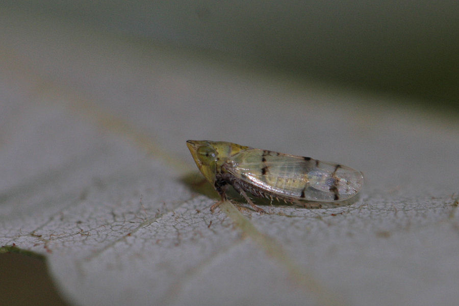 Cicadellidae: Japananus hyalinus ?