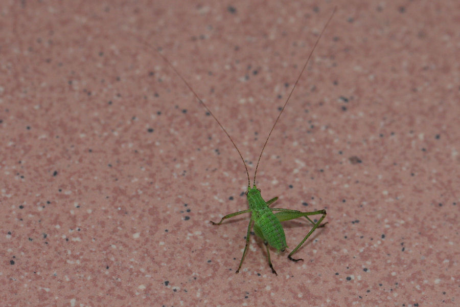 Phaneroptera sp. da neanide a ninfa