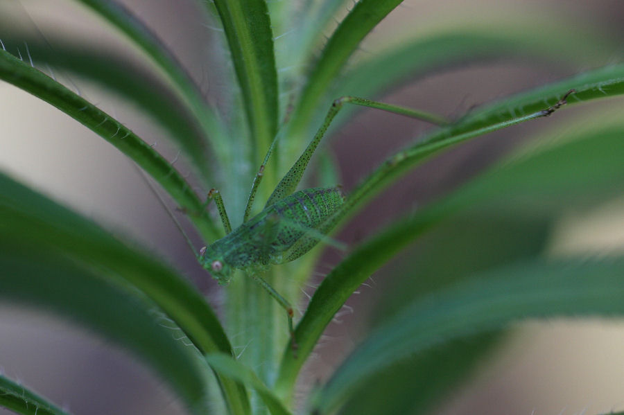 Phaneroptera sp. da neanide a ninfa