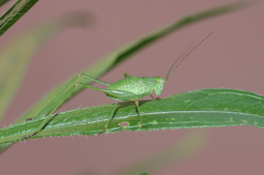 Phaneroptera sp. da neanide a ninfa