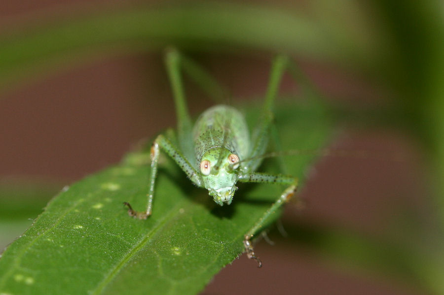 Phaneroptera sp. da neanide a ninfa