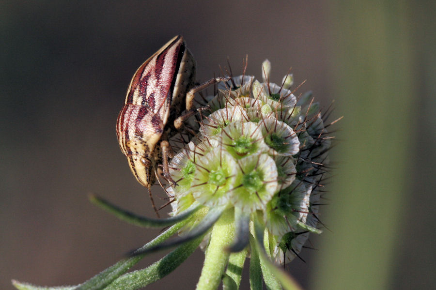 Scutelleridae: Odontotarsus purpureolineatus dell''Emilia