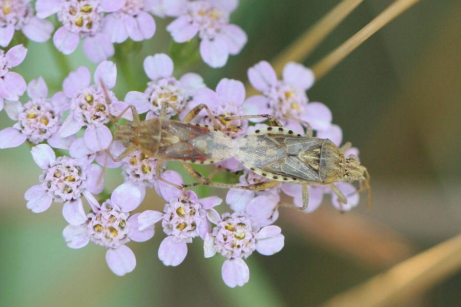 Rhopalidae: Stictopleurus cf pictus dell''Emilia.