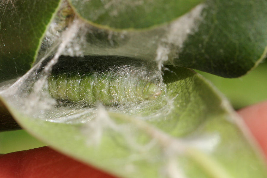 Nozze sulla menta del terrazzo: Cacoecimorpha pronubana