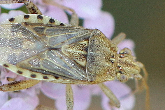 Rhopalidae: Stictopleurus cf pictus dell''Emilia.