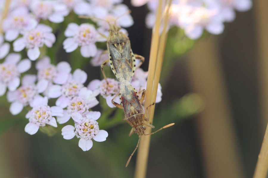 Rhopalidae: Stictopleurus cf pictus dell''Emilia.