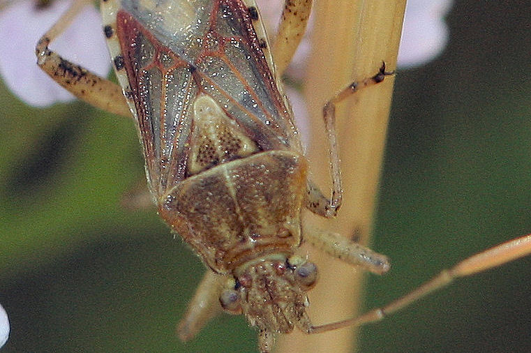 Rhopalidae: Stictopleurus cf pictus dell''Emilia.
