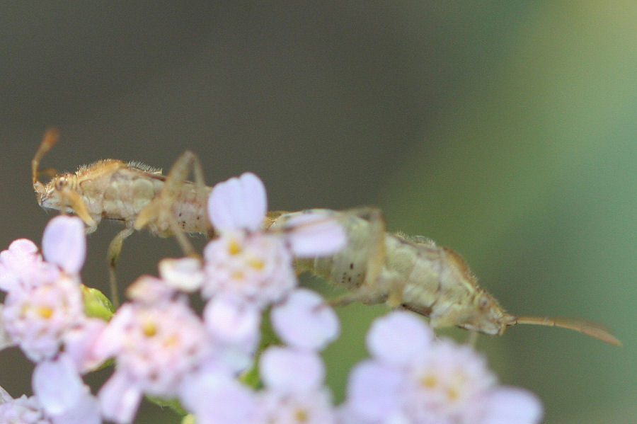 Rhopalidae: Stictopleurus cf pictus dell''Emilia.