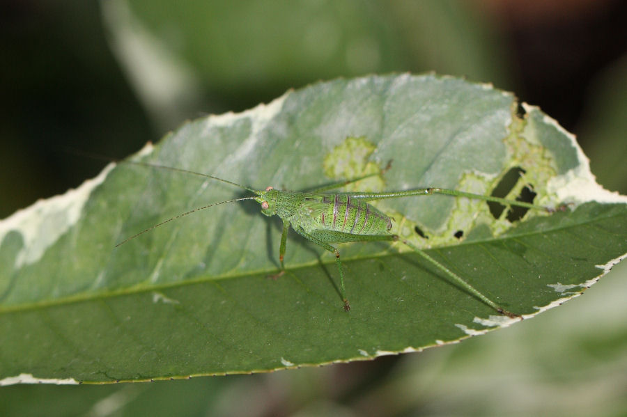 Phaneroptera sp. da neanide a ninfa