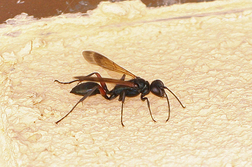 Chalybion femoratum, Sphecidae