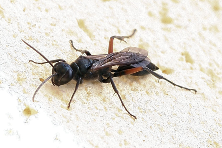 Chalybion femoratum, Sphecidae