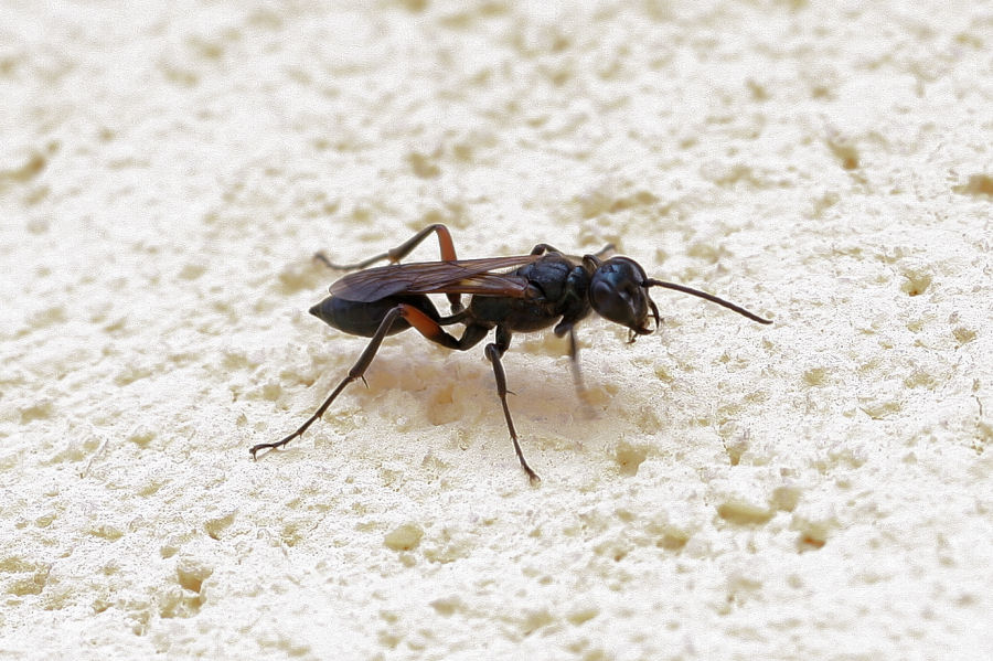 Chalybion femoratum, Sphecidae