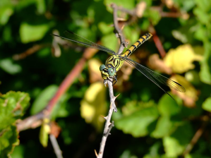 Identificazione -Libellula