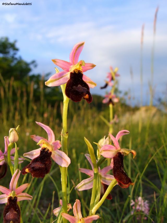 Ophrys bertolonii