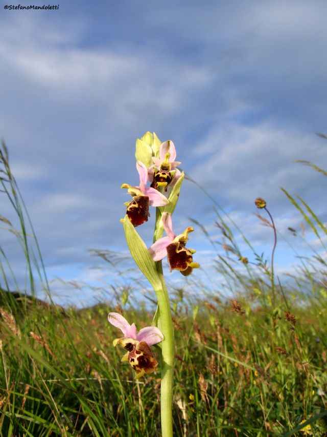 Ophrys gr. fuciflora