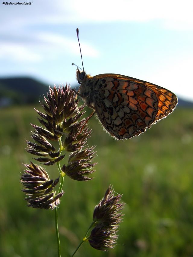 Melitaea phoebe (Nymphalidae)