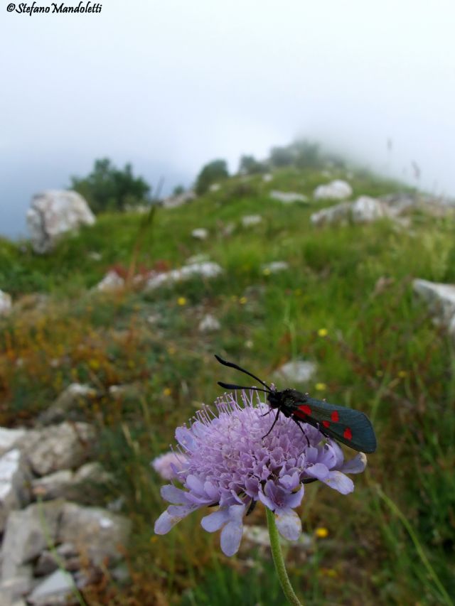 Identificazione farfalla