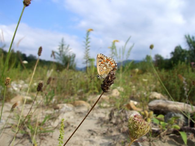 Polyommatus cfr. coridon F e Melitaea didyma