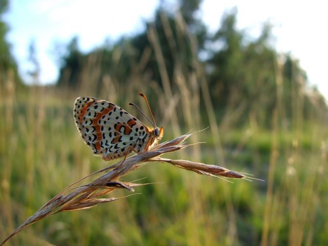 Polyommatus cfr. coridon F e Melitaea didyma