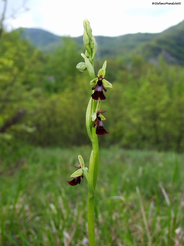 Ophrys insectifera