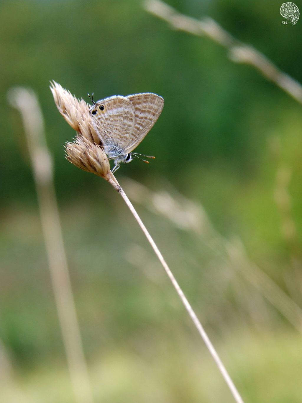 Identificazione farfalla - Lampides boeticus