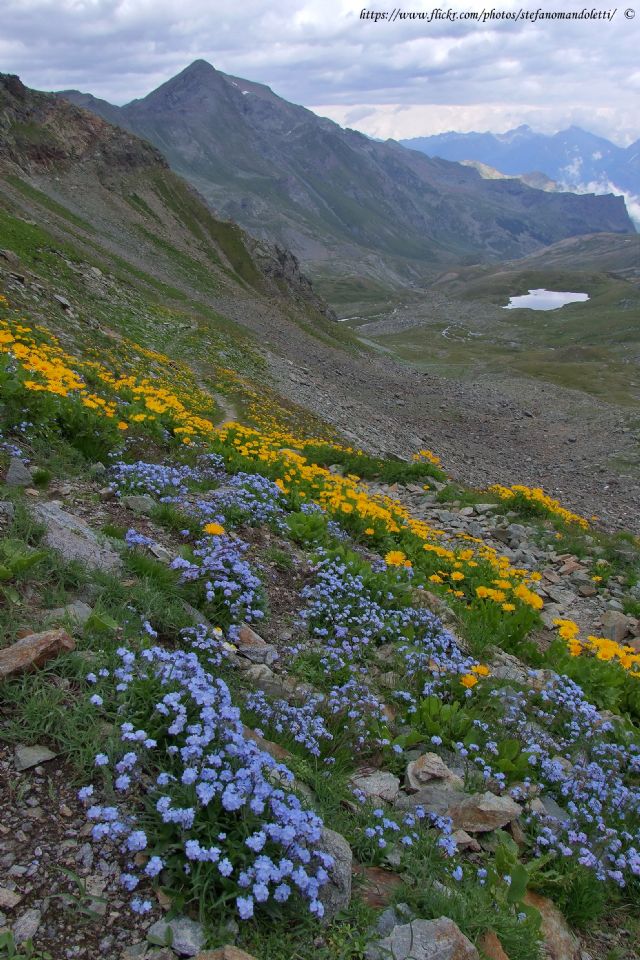 Lago Miserin-Parco Mont Avic -Myosotis sp.