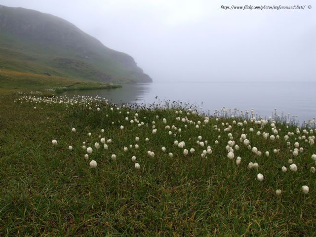 Lago Miserin - Parco Naturale Mont Avic - Eriophorum sp