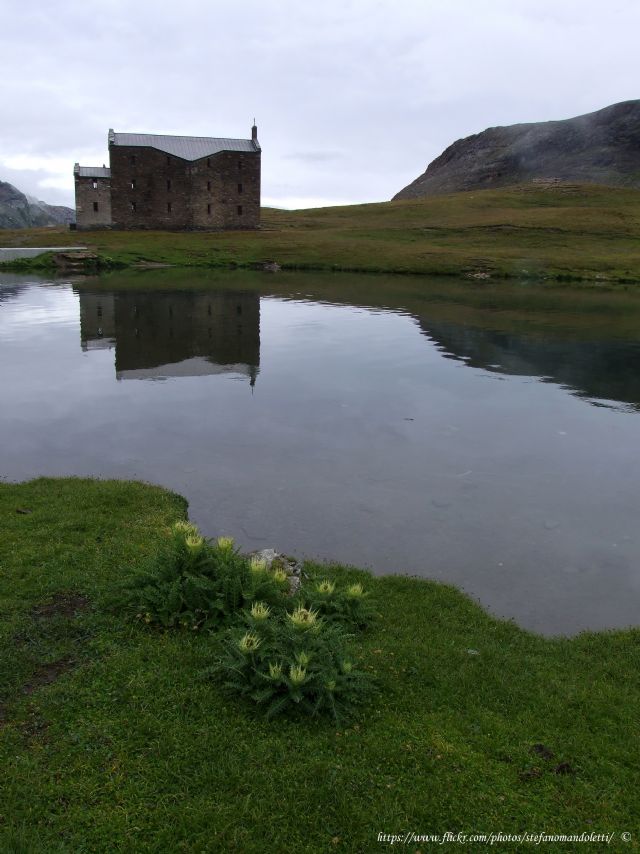 Lago Miserin-Parco Mont Avic - Cirsium spinosissimum