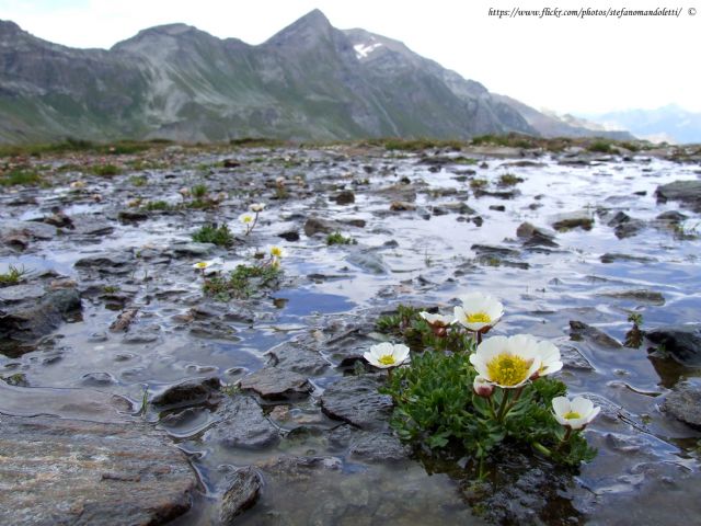 Lago Miserin-Parco Naturale Mont Avic-Ranunculus glacialis