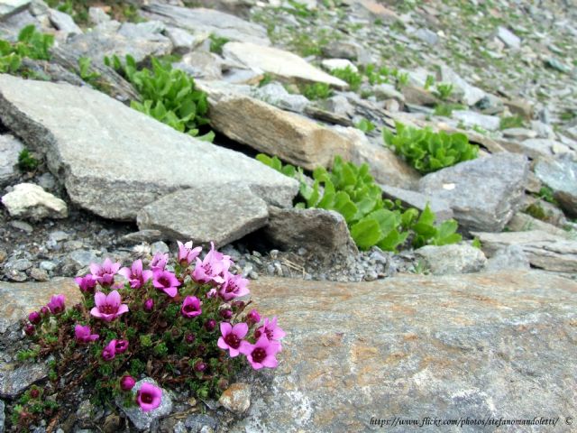 Lago Miserin-Parco Mont Avic - Saxifraga oppositifolia